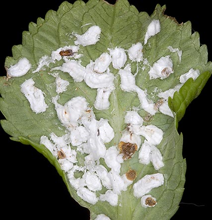 Cocciniglia su ortensia...Pulvinaria cfr. hydrangeae ?